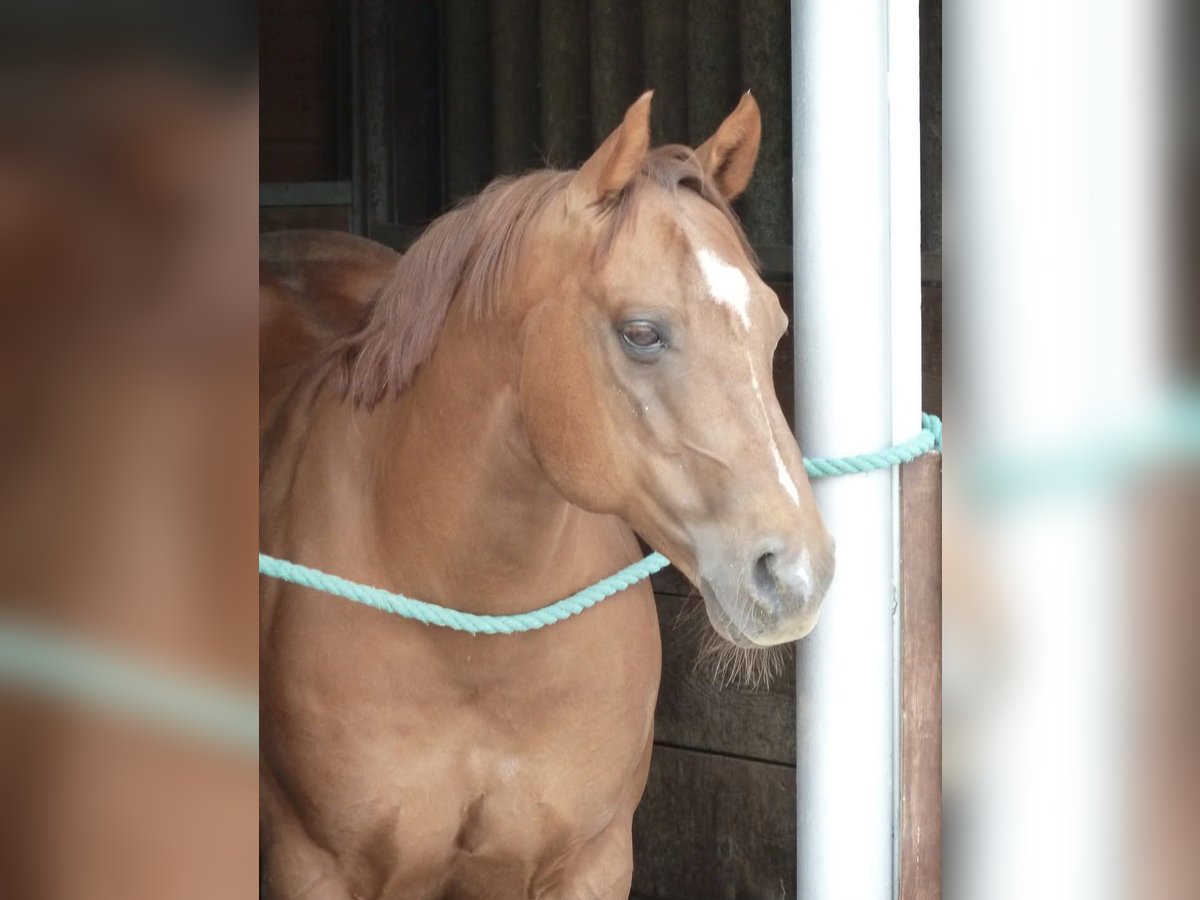 Quarter Pony Wallach 24 Jahre in Keltern