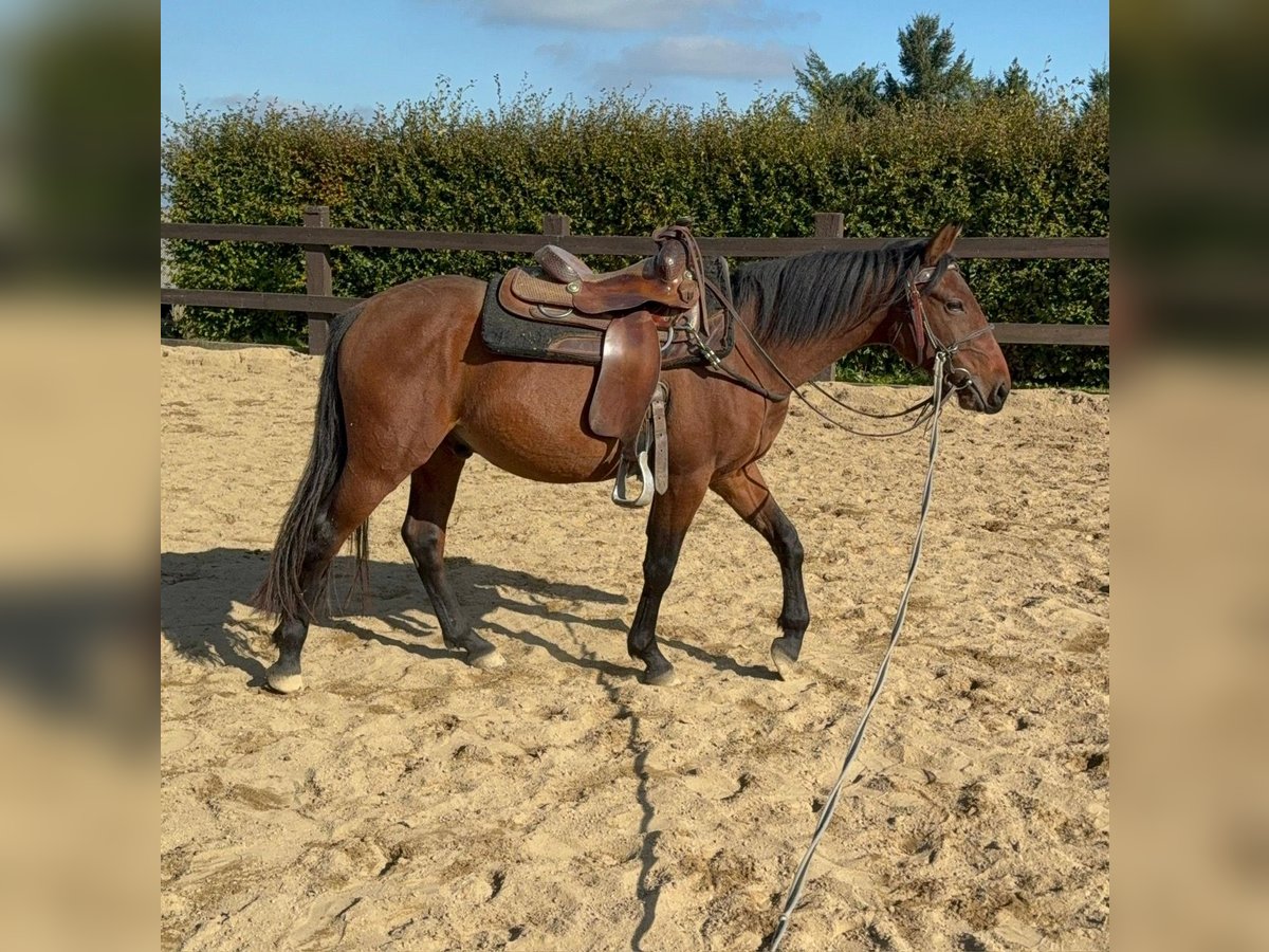 Quarter Pony Mix Wallach 2 Jahre 150 cm Brauner in Daleiden