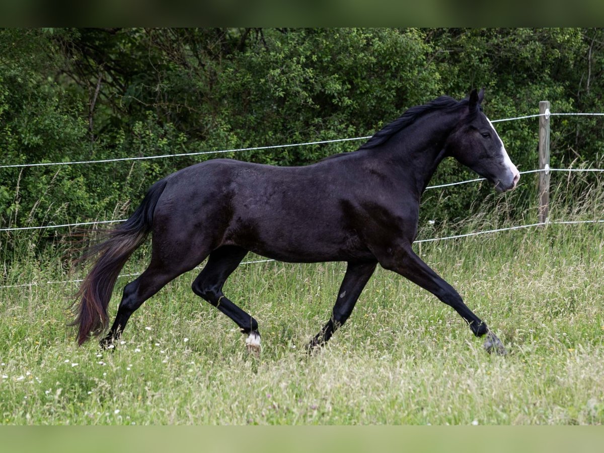 Quarter Pony, Wallach in Marxheim