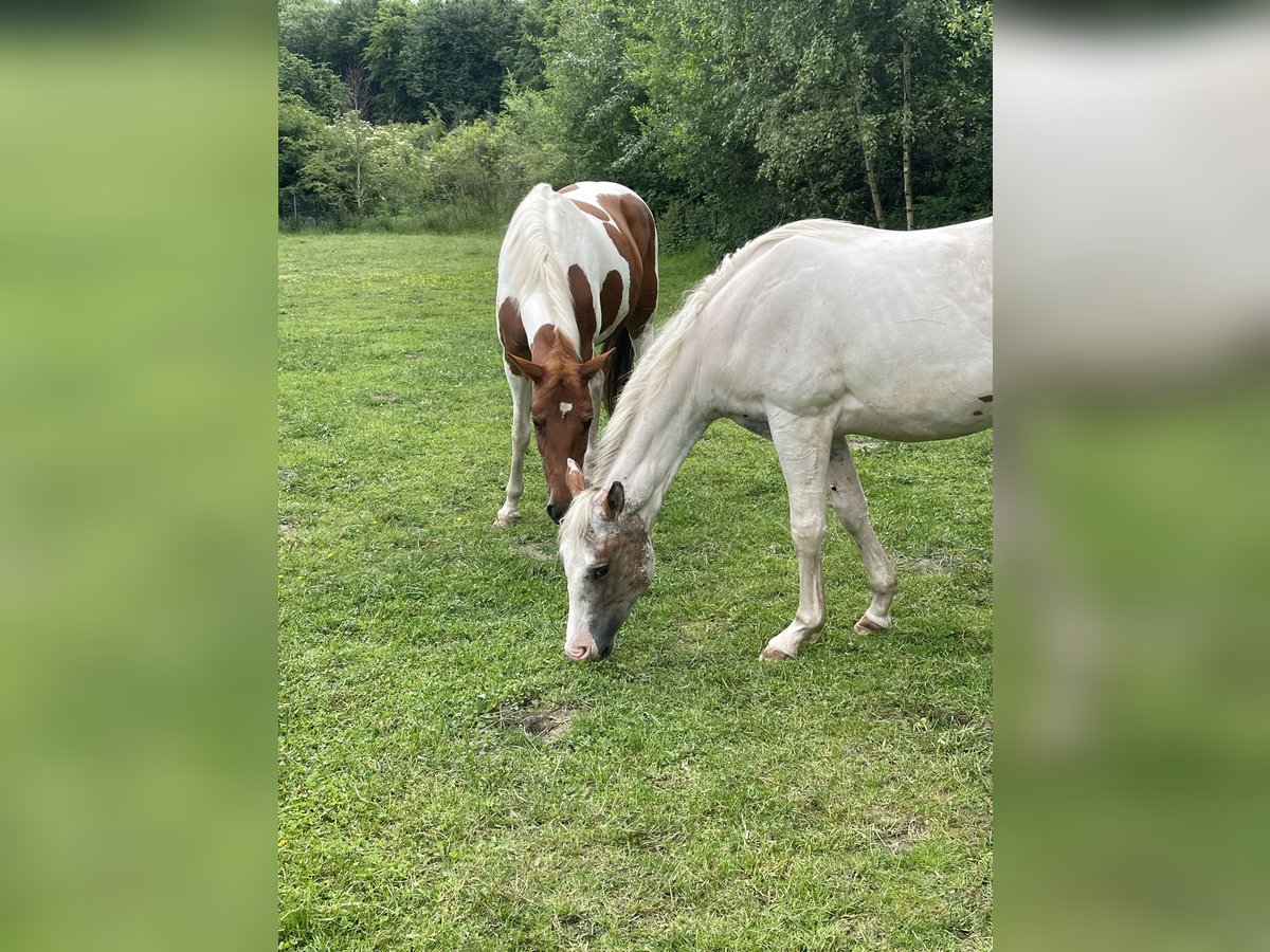Quarter Pony Wallach 2 Jahre Tigerschecke in Mettingen