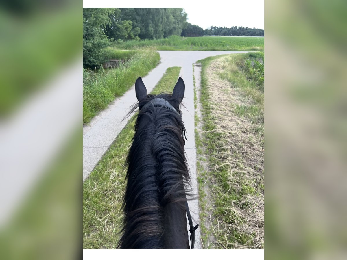 Quarter Pony Mix Wallach 5 Jahre 150 cm Rappe in Rastow