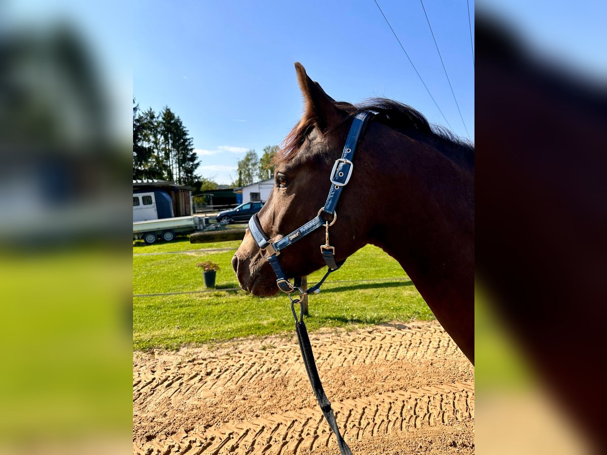 Quarter Pony Mix Wallach 5 Jahre 155 cm Buckskin in Reichshof