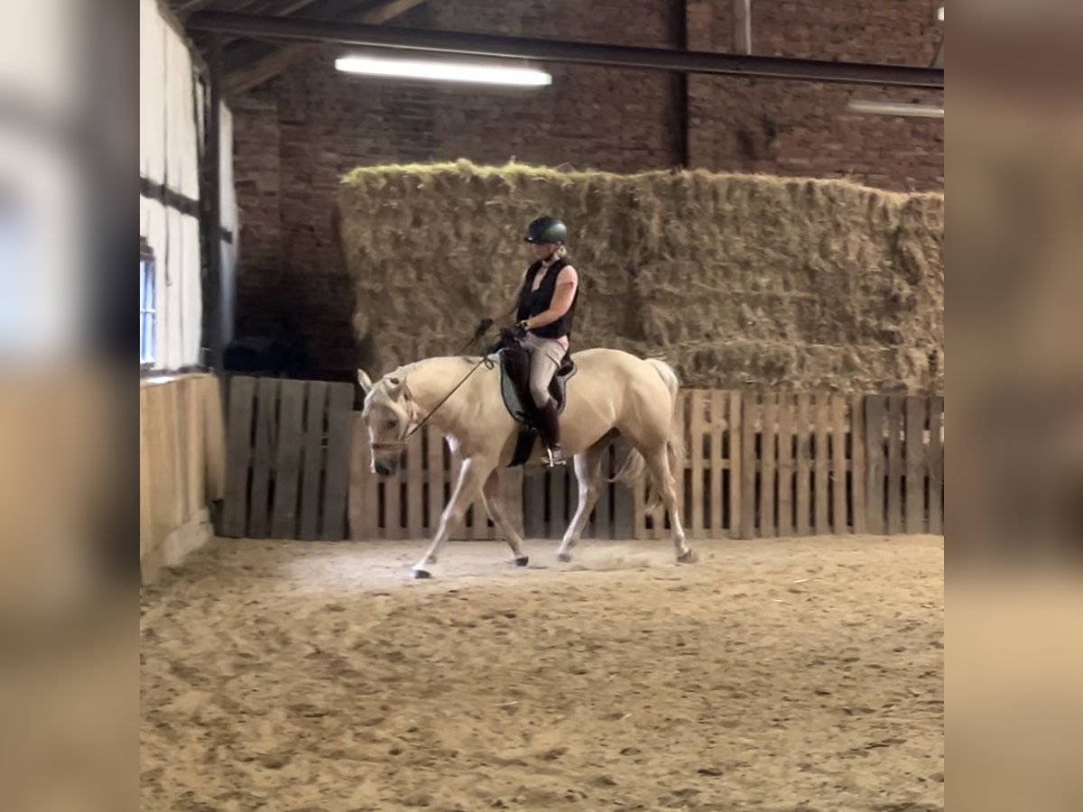 Quarter Pony Wallach 5 Jahre 155 cm Palomino in Waltrop
