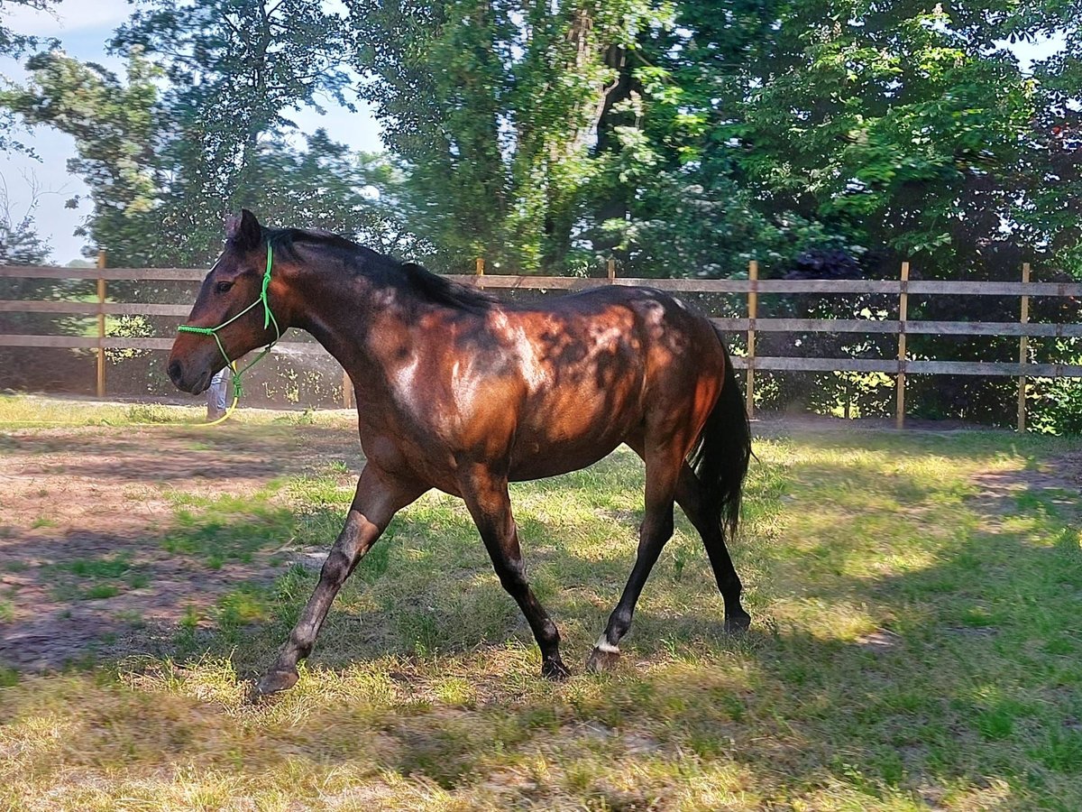 Quarter Pony Wallach 5 Jahre Brauner in Wintelre