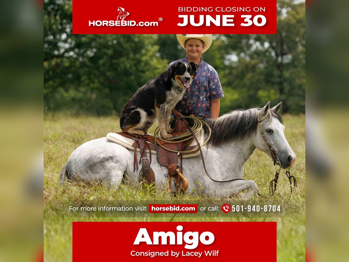 Quarter Pony Wallach 7 Jahre 127 cm Schimmel in Quitman, AR