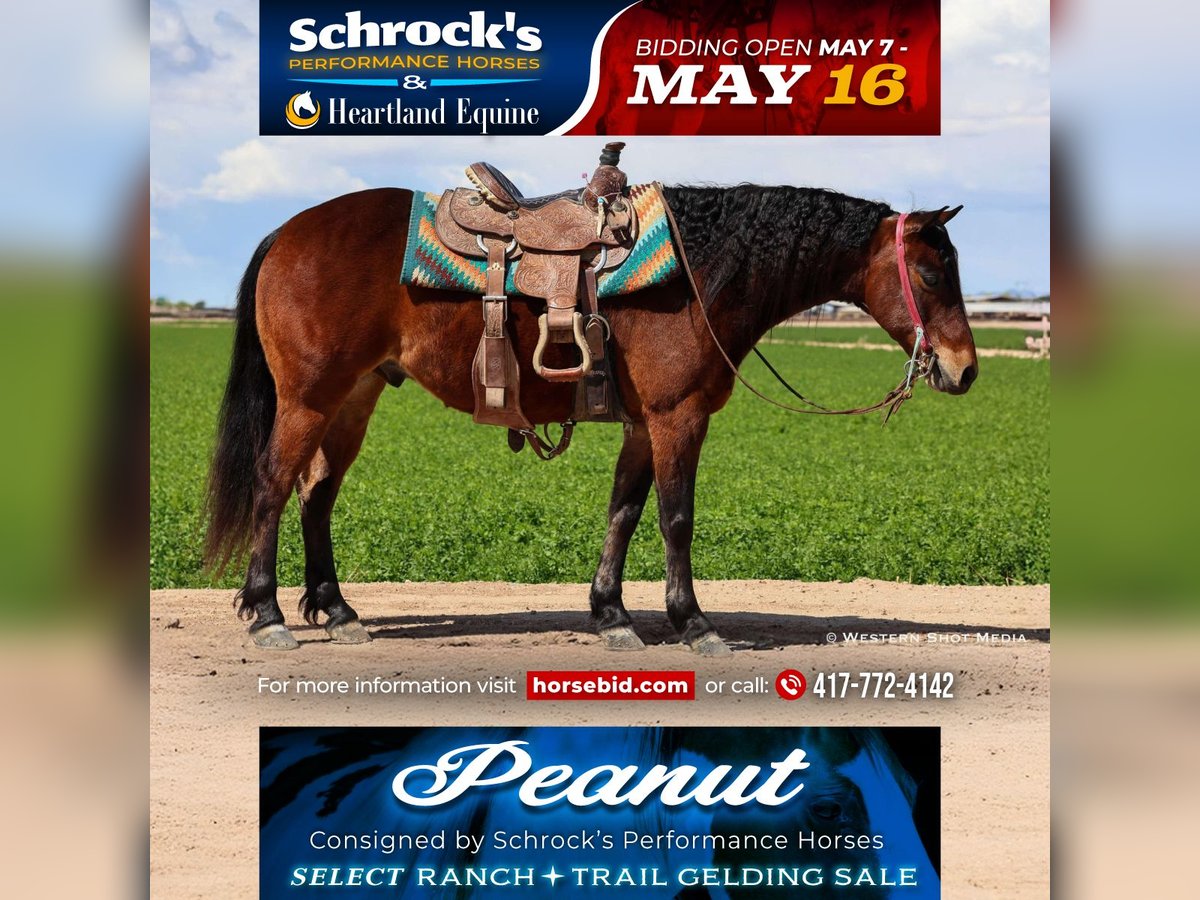 Quarter Pony Wallach 7 Jahre 130 cm Rotbrauner in Buckeye, AZ