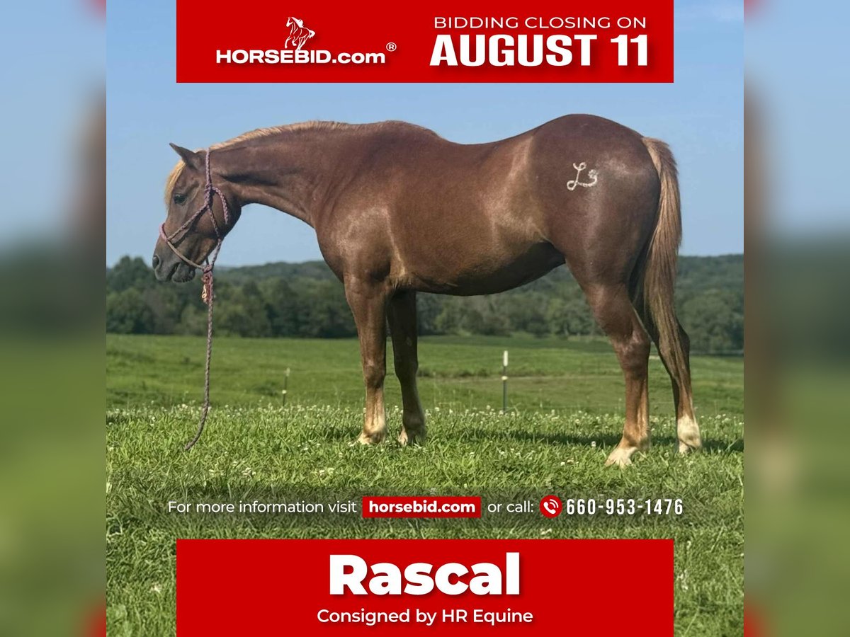 Quarter Pony Wallach 8 Jahre 135 cm Rotfuchs in Princeton, MO