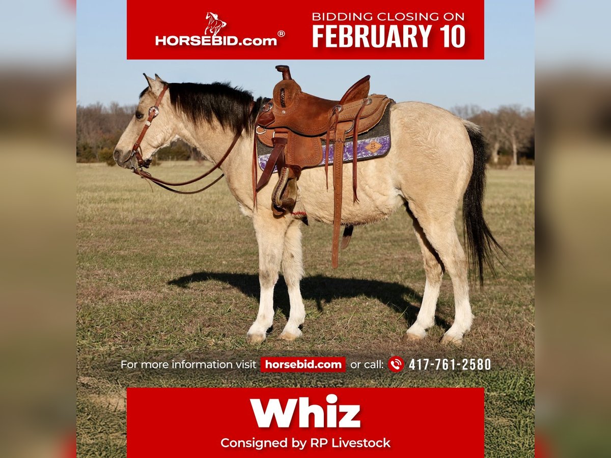 Quarter Pony Wallach 9 Jahre 117 cm Buckskin in Buffalo, MO