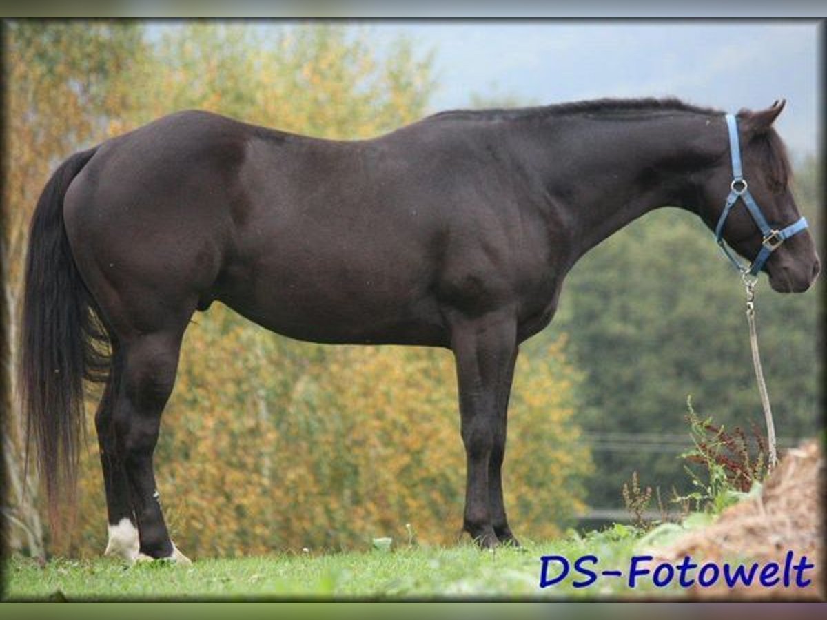 Quarterhäst Hingst 17 år 152 cm Svart in Wettringen