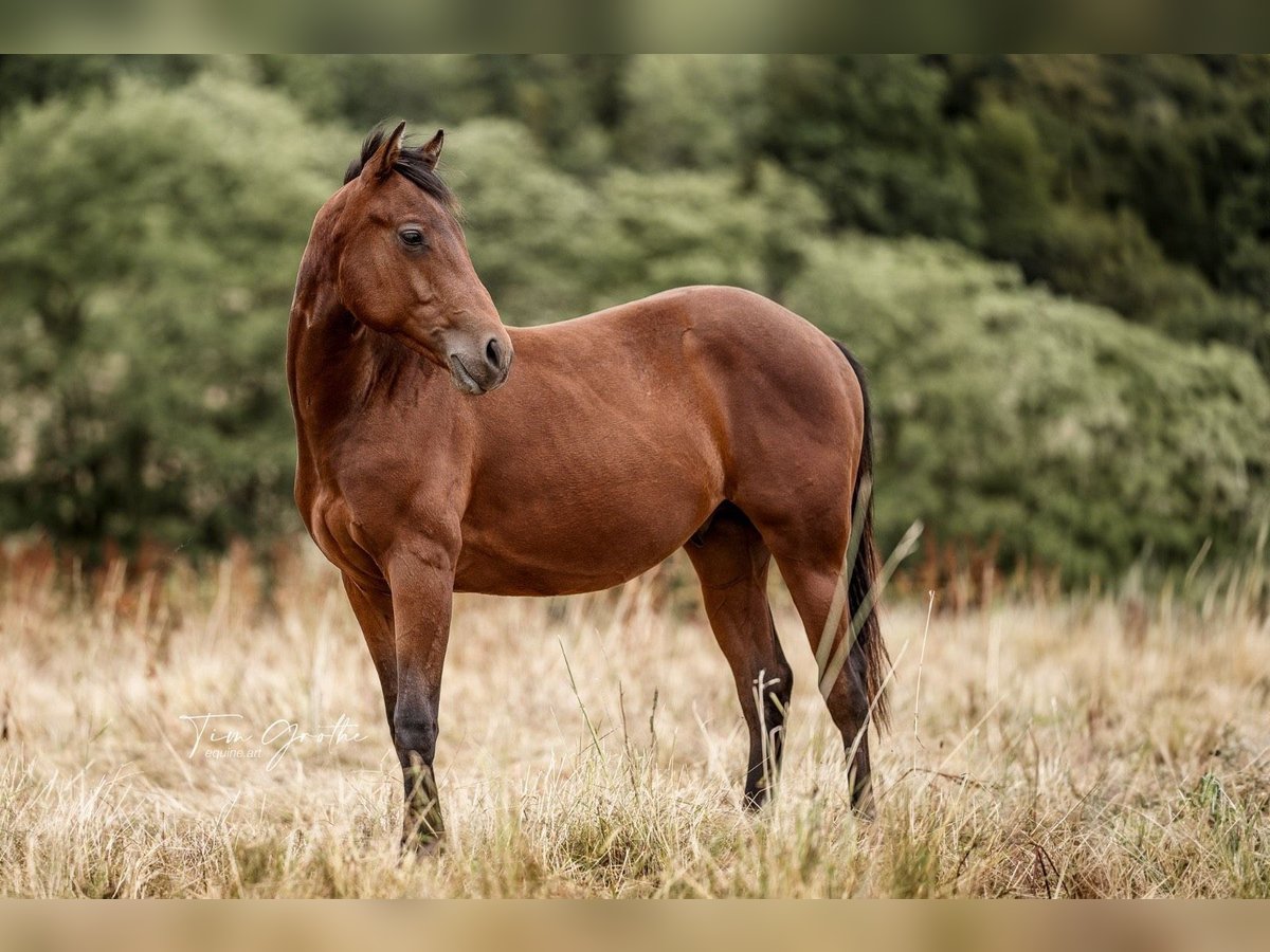 Quarterhäst Hingst 1 år 150 cm Brun in Nohfelden