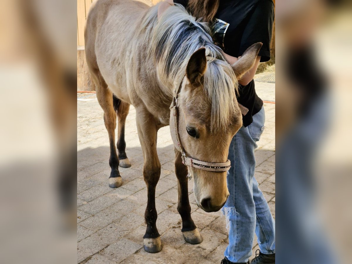 Quarterhäst Hingst 1 år 155 cm Gulbrun in Vilshofen