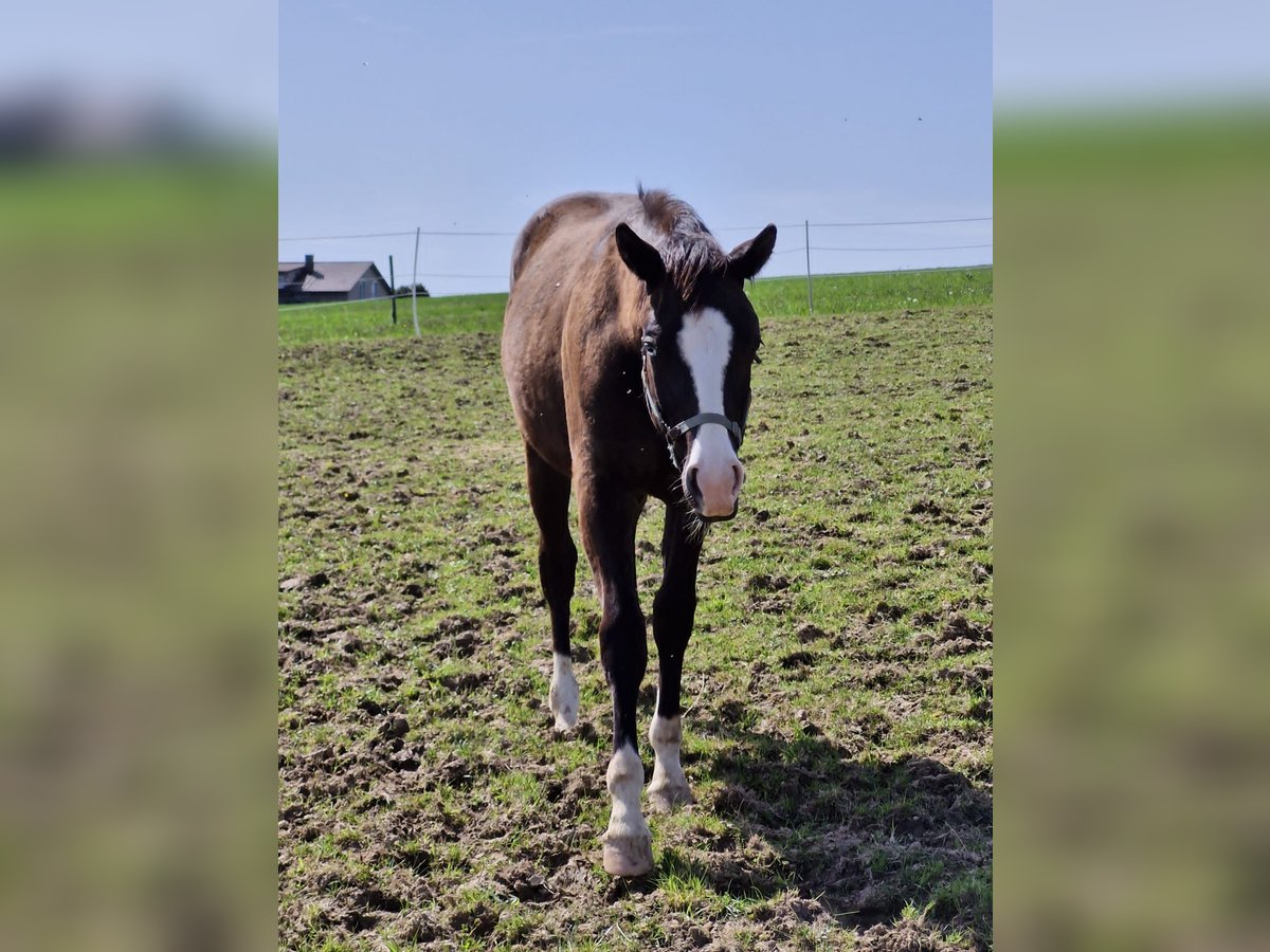 Quarterhäst Hingst 1 år 157 cm Svart in Vilshofen