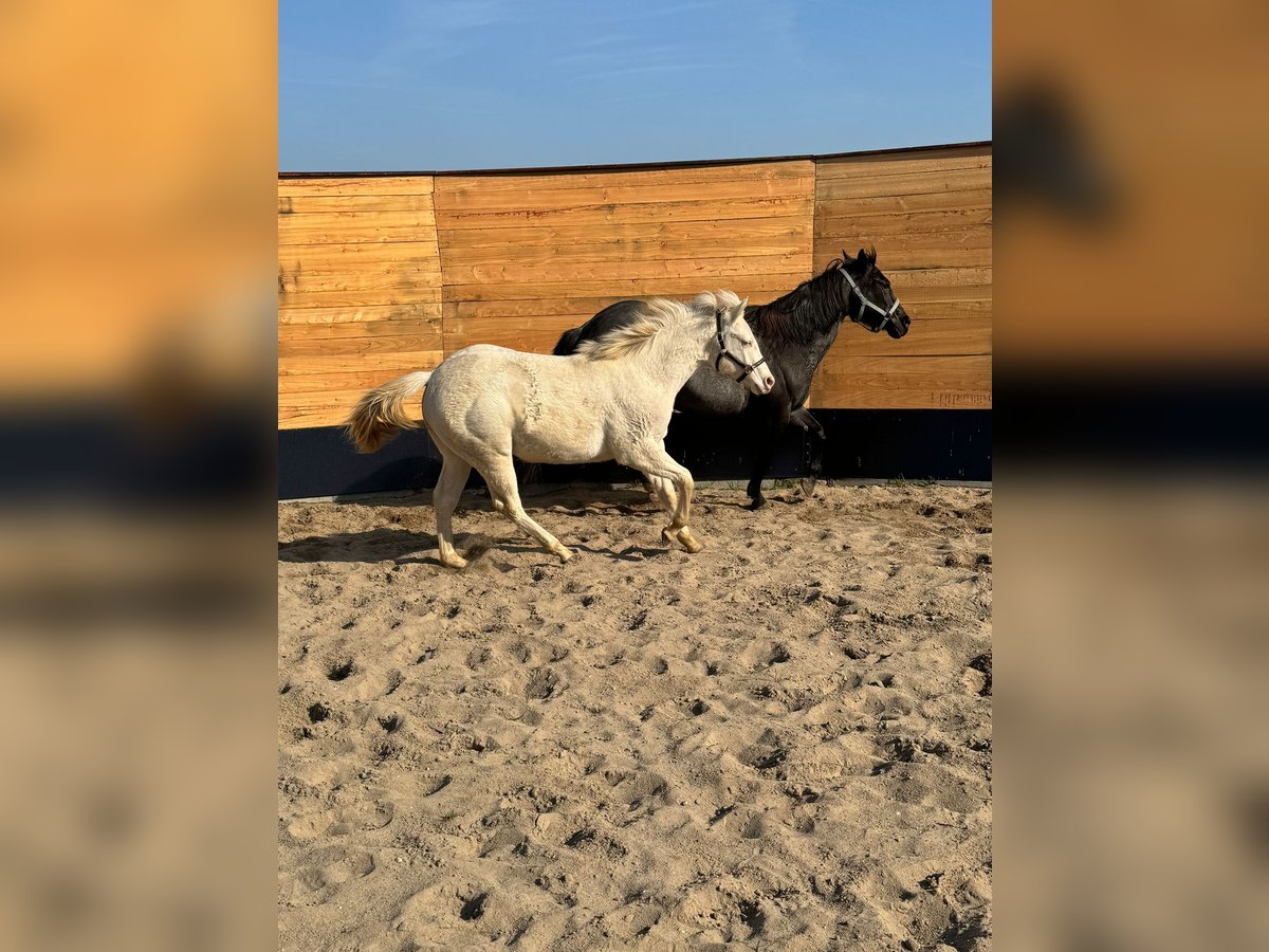 Quarterhäst Hingst 1 år Cremello in Trüben