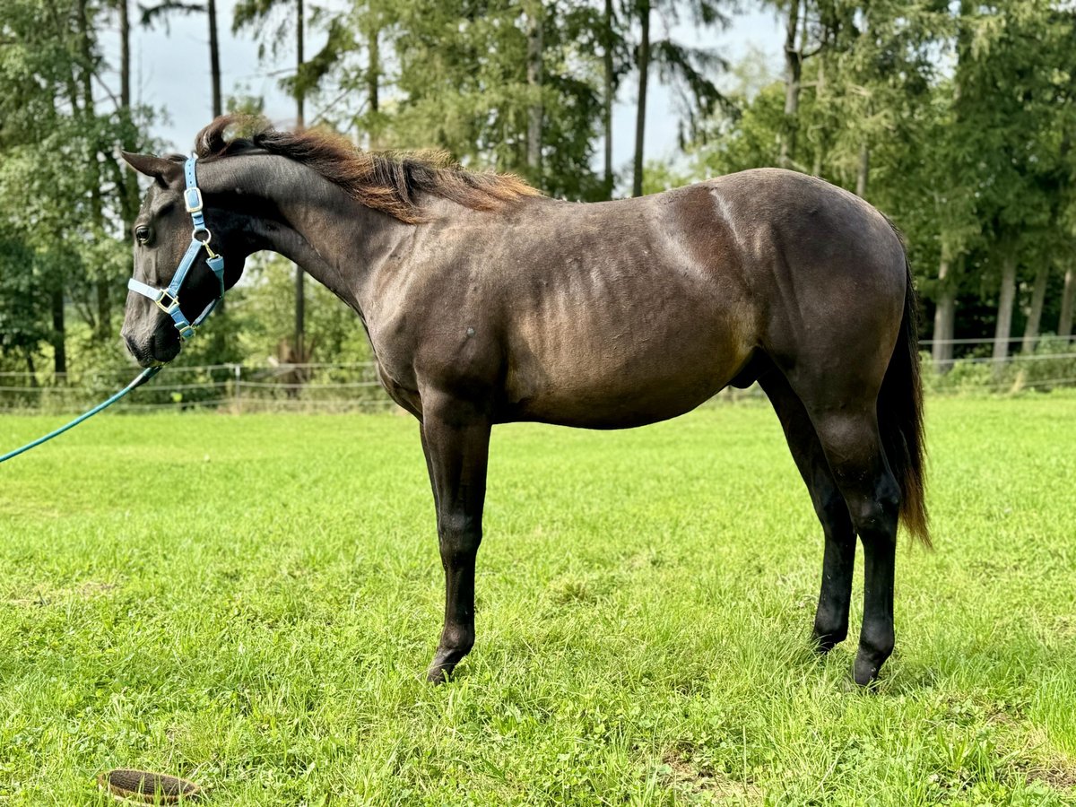 Quarterhäst Hingst 1 år Mörkbrun in Kallham