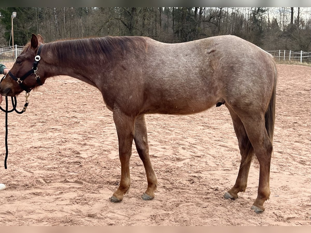 Quarterhäst Hingst 2 år 153 cm Rödskimmel in Eurasburg