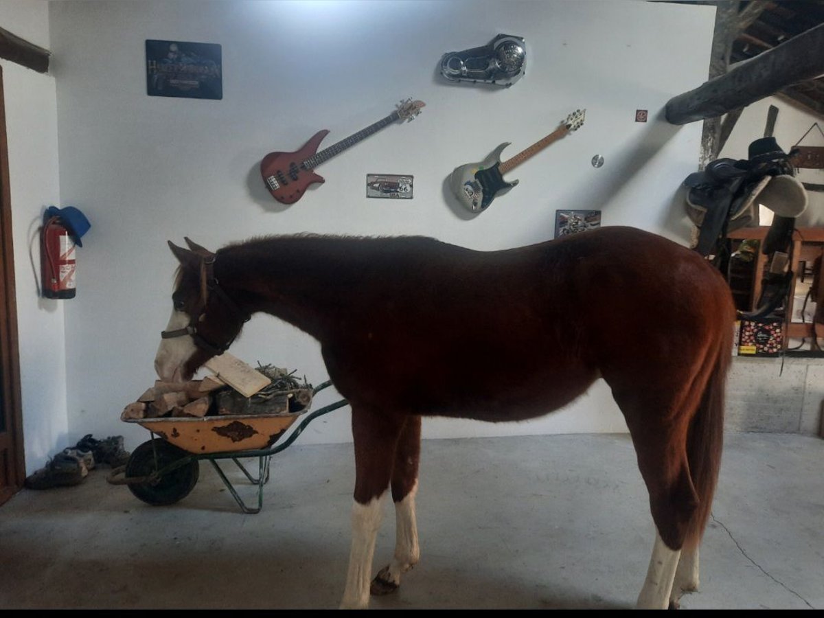 Quarterhäst Hingst 4 år 158 cm Ljusbrun in Donostia