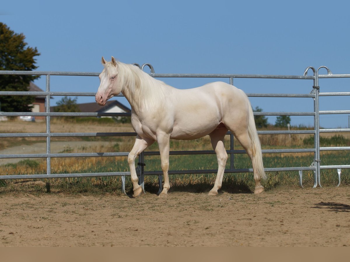 Quarterhäst Hingst 8 år 153 cm Cremello in Weinähr