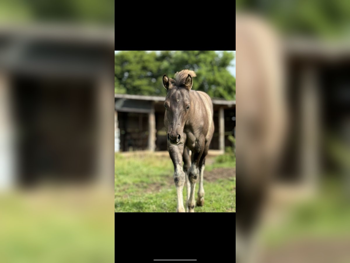 Quarterhäst Hingst Föl (04/2024) 155 cm Black in Neuss