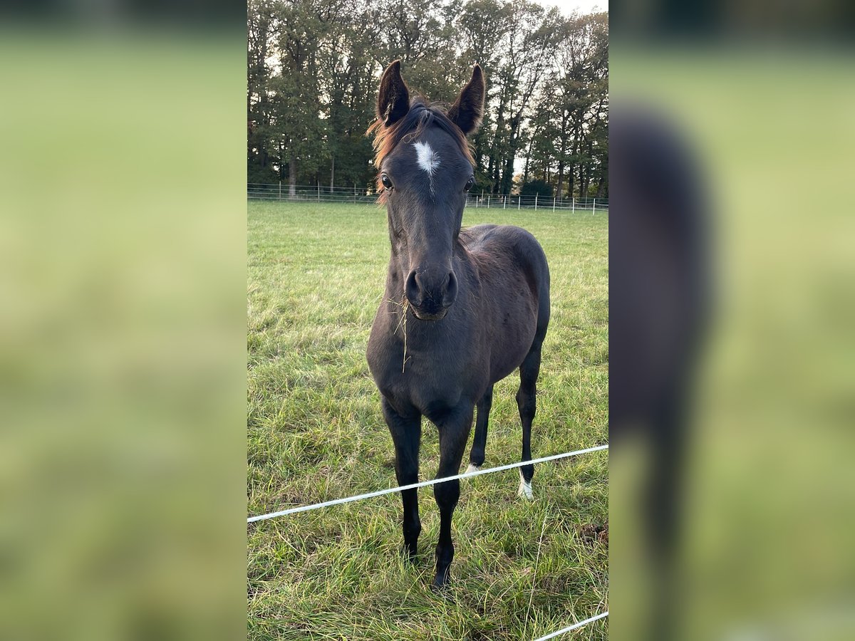 Quarterhäst Hingst Föl (04/2024) 155 cm Svart in Himmelpforten