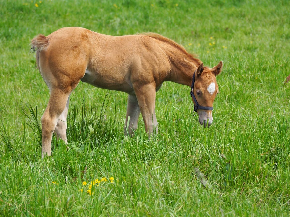 Quarterhäst Hingst Föl (04/2024) 156 cm Champagne in Oostkapelle