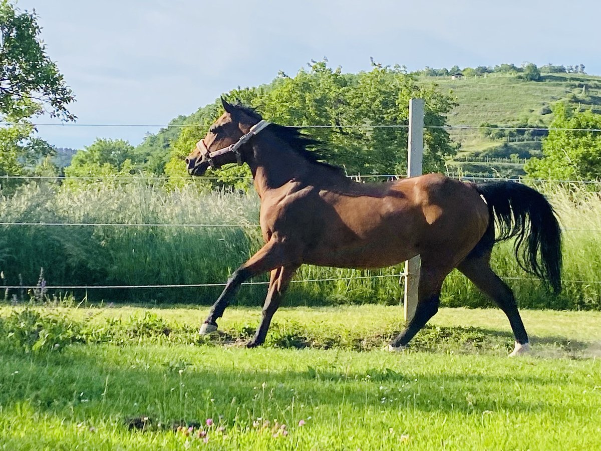 Quarterhäst Sto 16 år 147 cm Mörkbrun in Straß