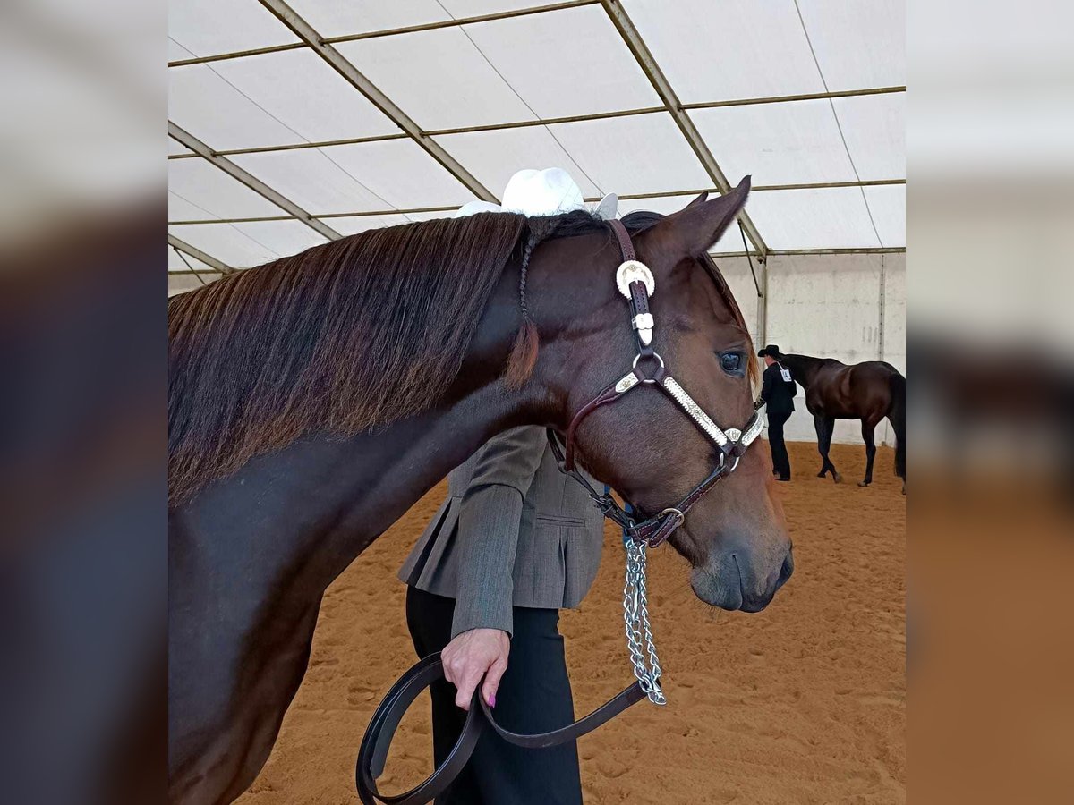 Quarterhäst Sto 1 år 152 cm Brun in Brück