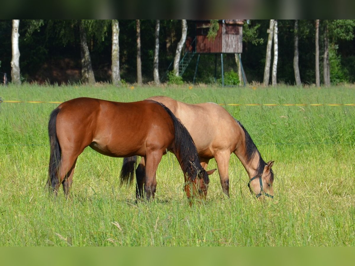 Quarterhäst Sto 1 år 155 cm Rökfärgad svart in Nordhorn