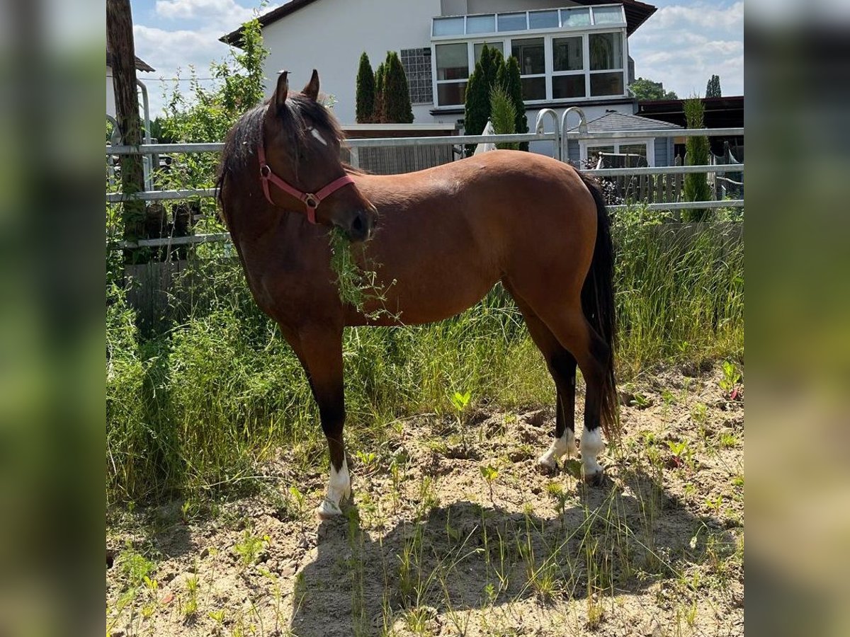 Quarterhäst Sto 2 år 150 cm Brun in Münzenberg