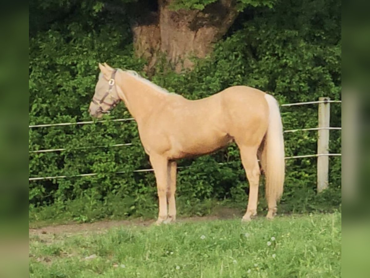 Quarterhäst Sto 2 år 152 cm Palomino in Elbridge