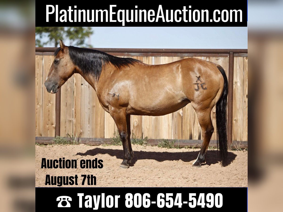 Quarterhäst Valack 16 år 137 cm Gulbrun in Amarillo Tx