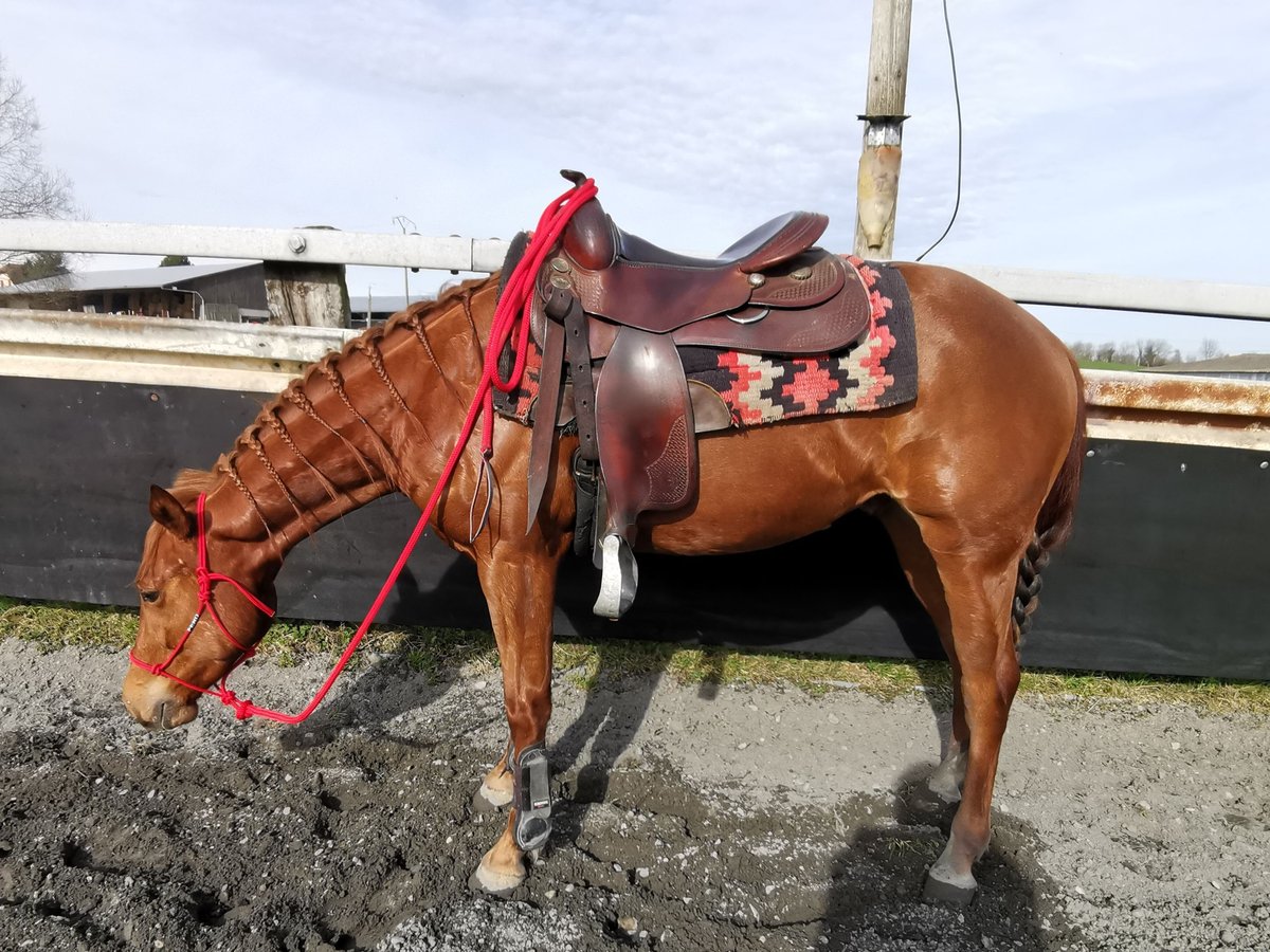 Quarterhäst Valack 3 år 147 cm fux in Kappelen