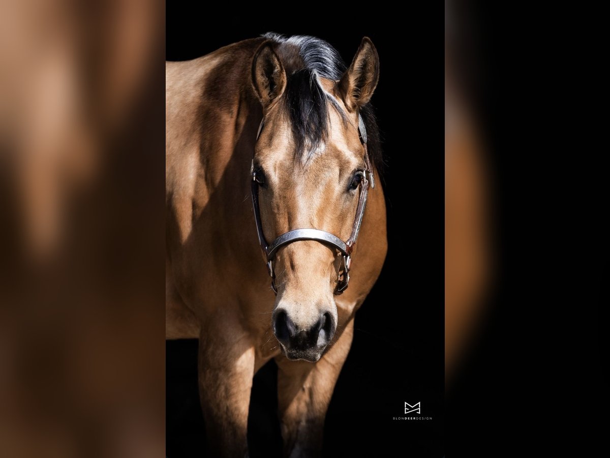 Quarterhäst Valack 3 år 152 cm Gulbrun in Tannheim