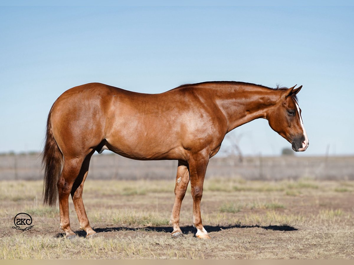 Quarterhäst Valack 4 år 150 cm Fux med ål in Canyon, TX