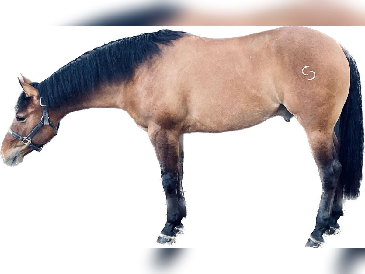 Quarterhäst Valack 4 år 152 cm Gulbrun in Reggio Emilia