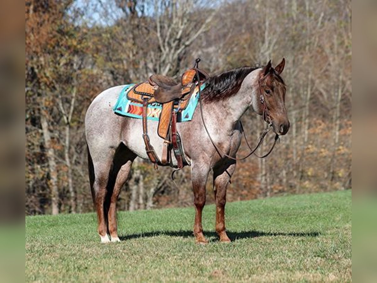 Quarterhäst Valack 5 år 152 cm Rödskimmel in Mount Vernon