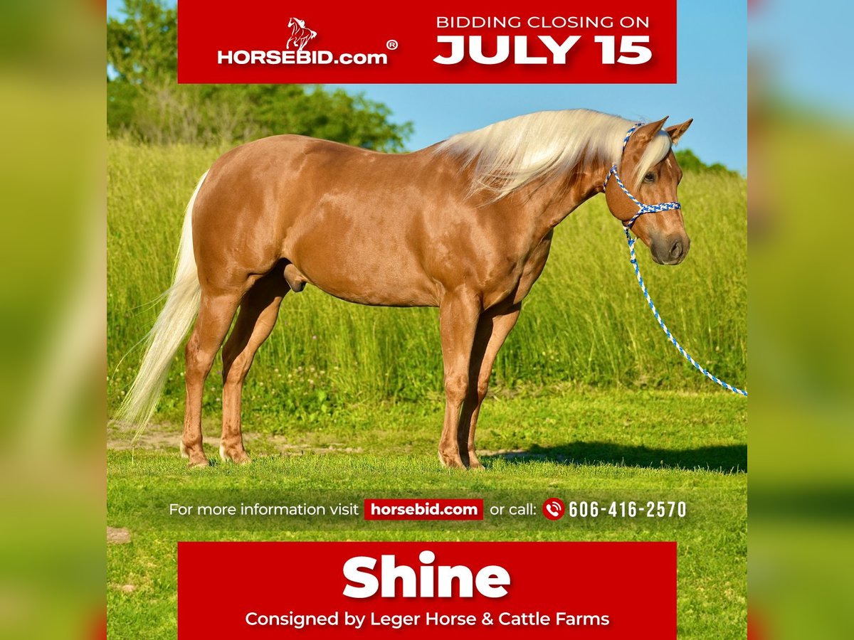 Quarterhäst Valack 5 år 155 cm Palomino in Crab Orchard, KY