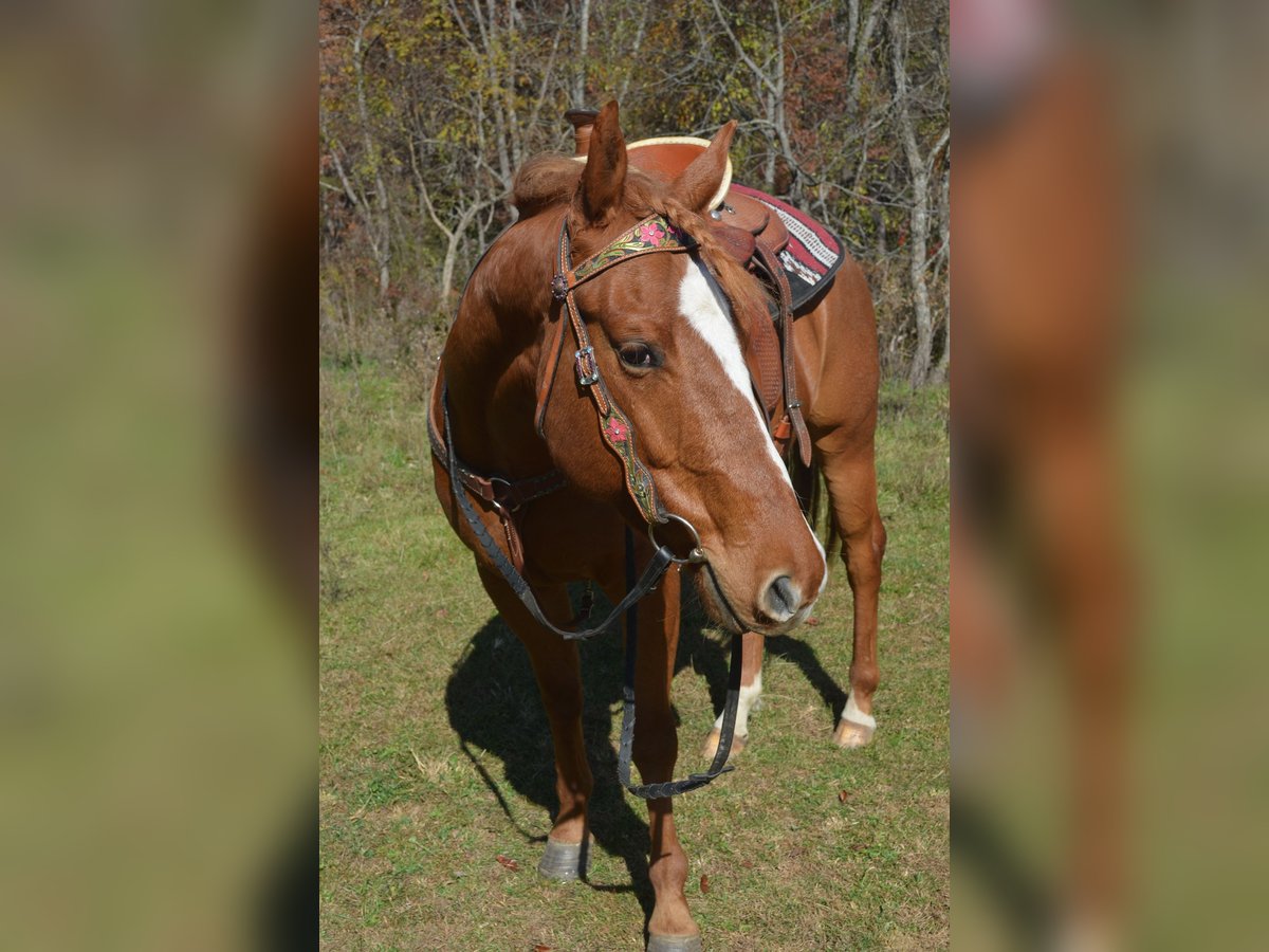 Quarterhäst Blandning Valack 5 år 163 cm fux in Draper