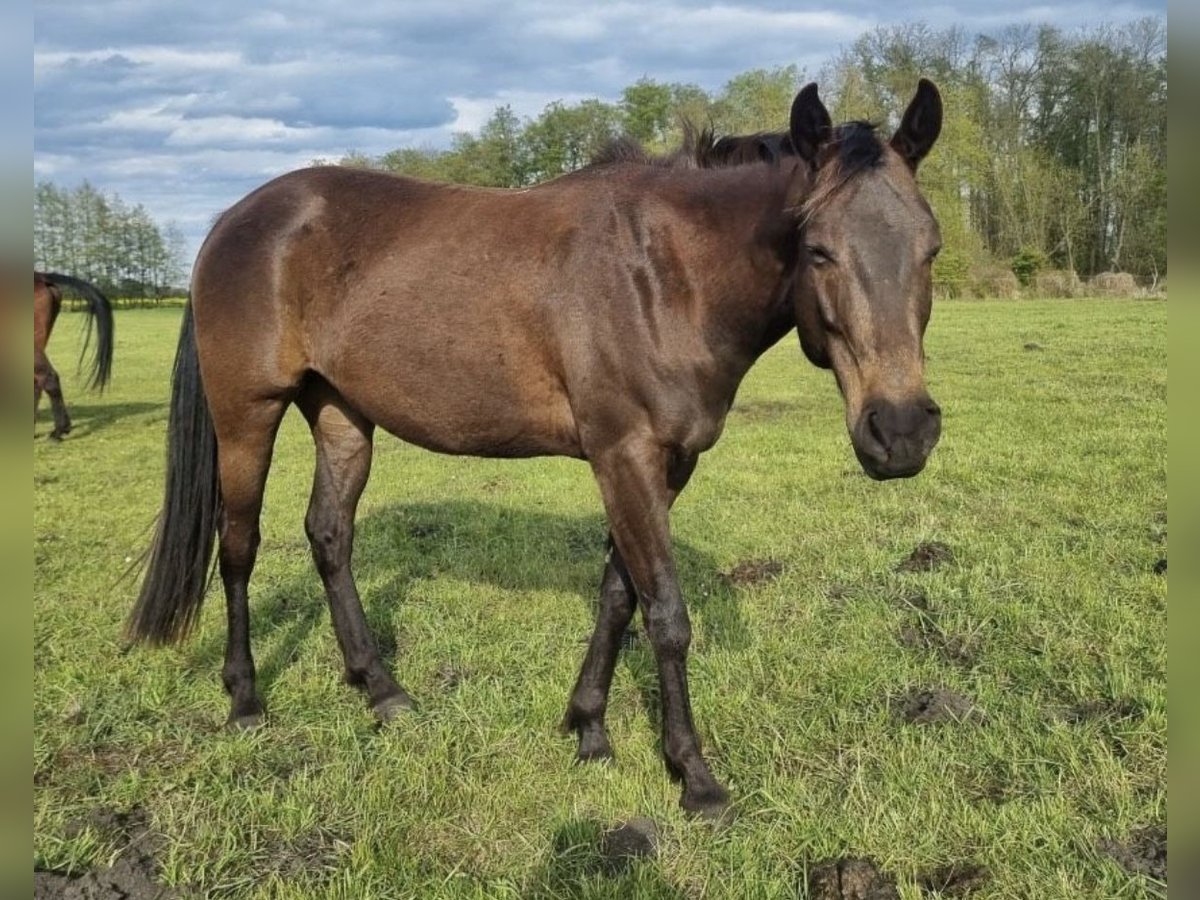 Quarterhäst Valack 6 år 151 cm Gulbrun in Nauen