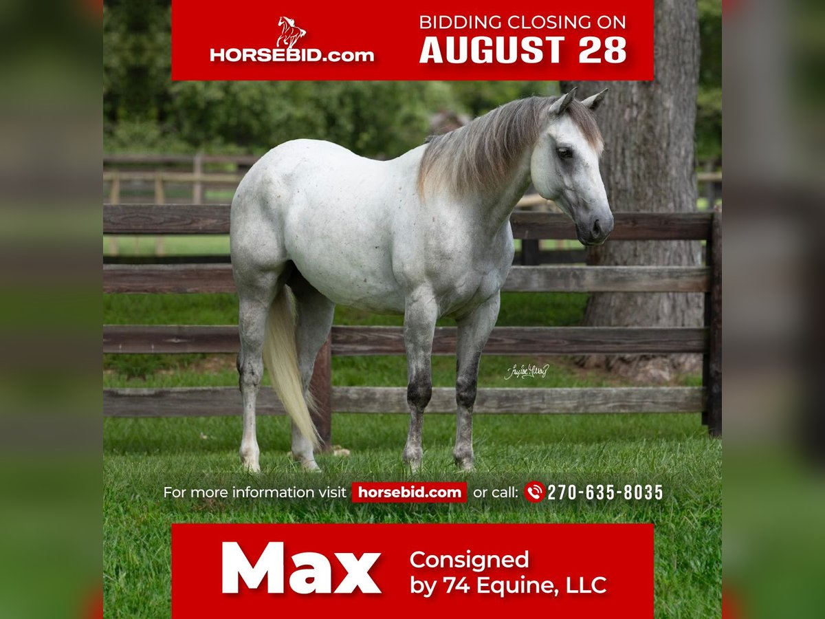 Quarterhäst Valack 6 år 152 cm Grå in Madisonville, KY