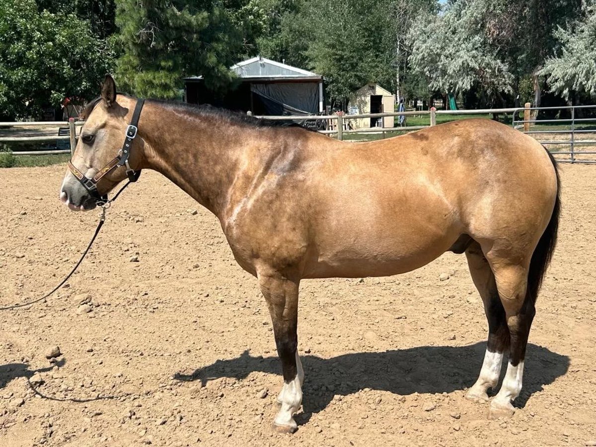 Quarterhäst Valack 6 år 152 cm Gulbrun in Fort Lupton, Co