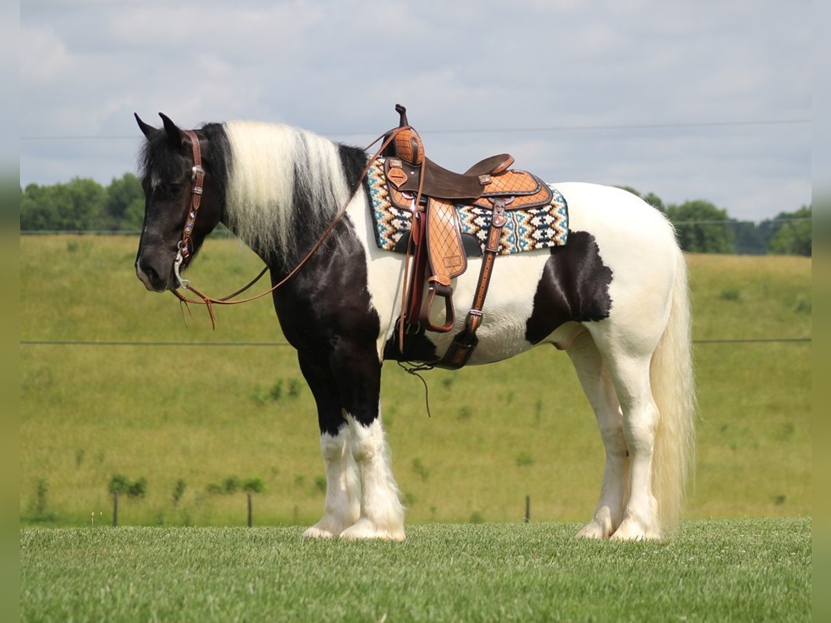 Quarterhäst Valack 6 år 160 cm Tobiano-skäck-alla-färger in Mt. Vernon KY