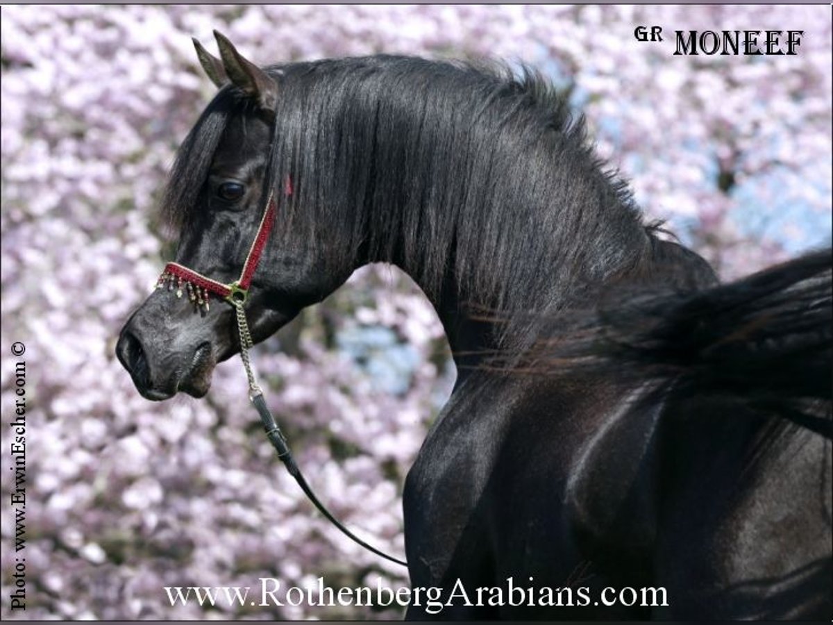 REIN ÄGYPTISCHE VOLLBLUTARABER-HENGSTE+ Straight Egyptian Stallion Black in Monheim