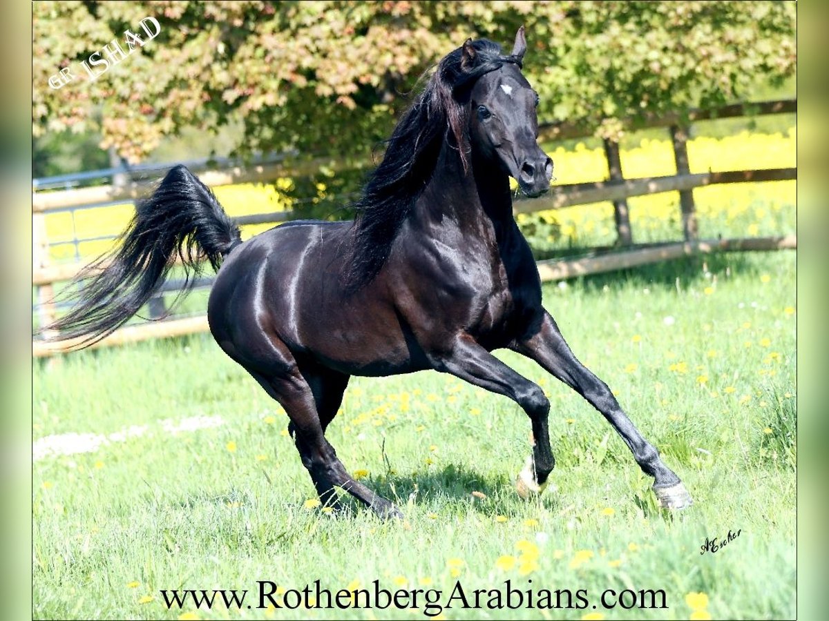 REIN ÄGYPTISCHE VOLLBLUTARABER-HENGSTE Ägyptischer Araber Hengst Rappe in Monheim