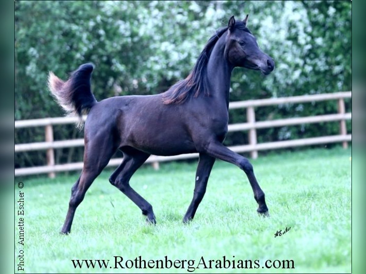 Reinerbiger rein ägyptischer Rapphengst GR Layad Straight Egyptian Stallion Black in Monheim