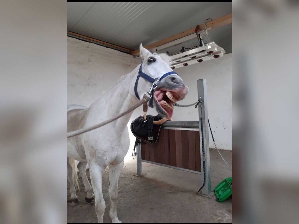Reitbeteildigung gesucht (RsP)