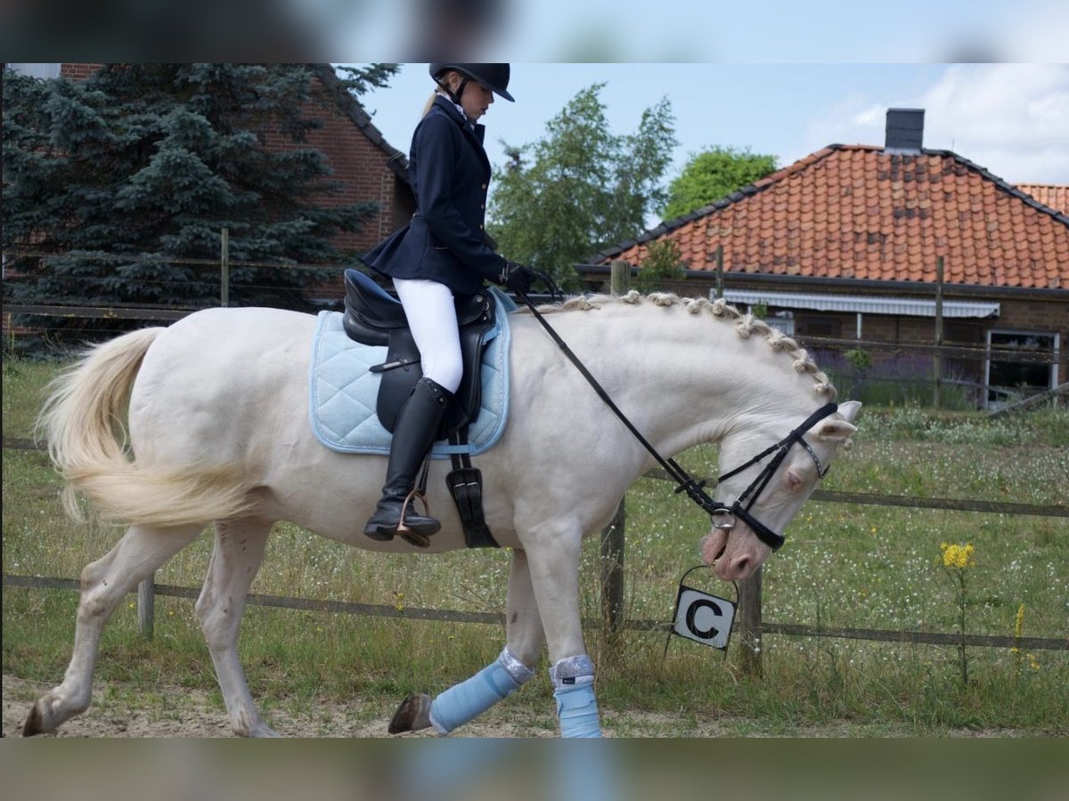 Reitbeteildigung gesucht 