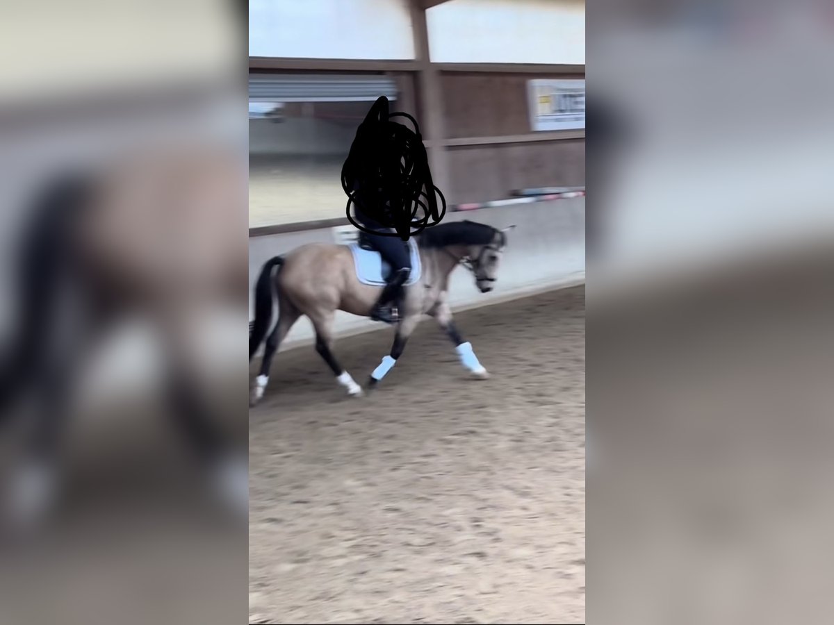 Reitbeteiligun (Reiterin sucht pferd)