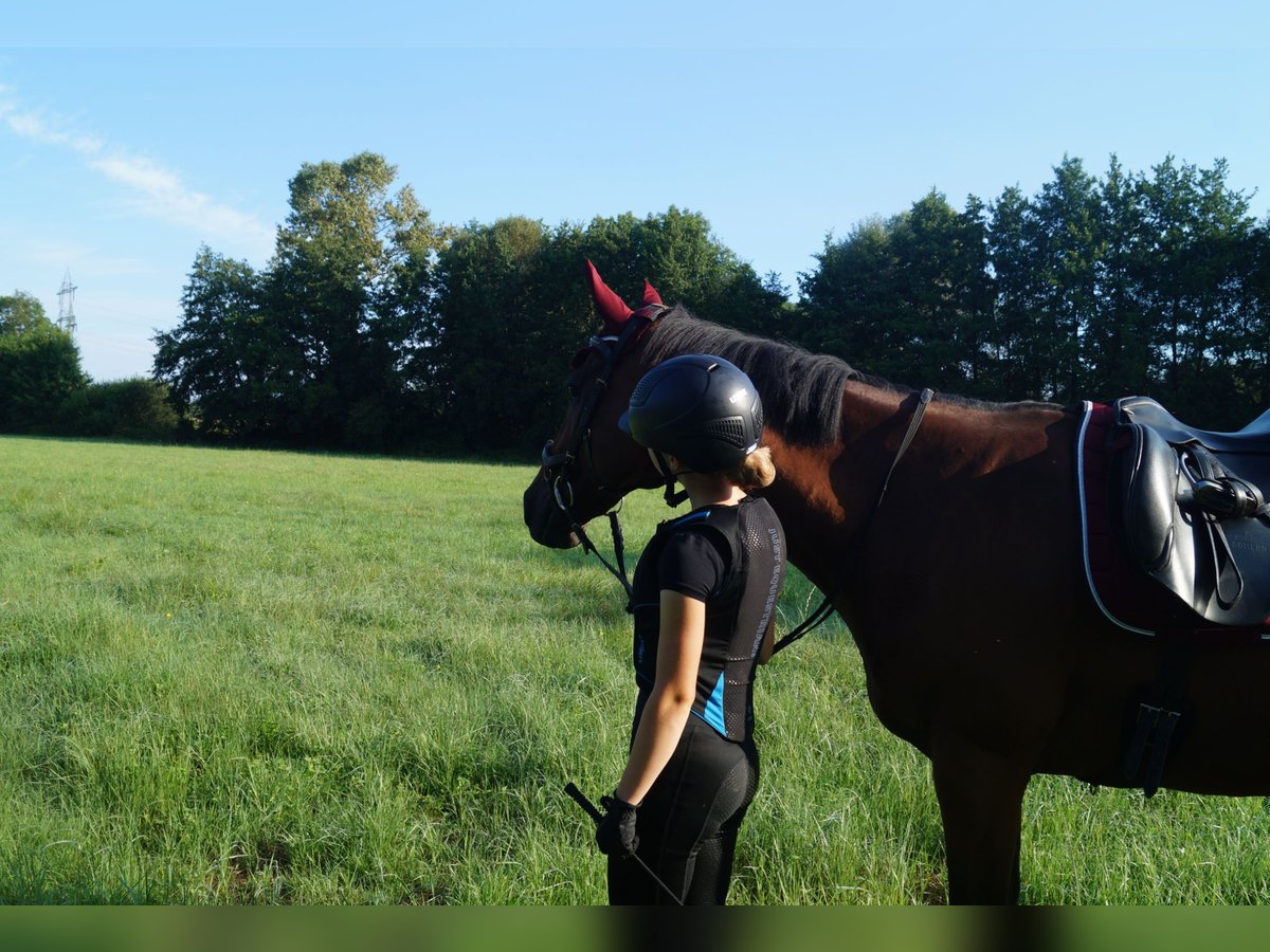 Reitbeteiligung (Reiter sucht Pferd)