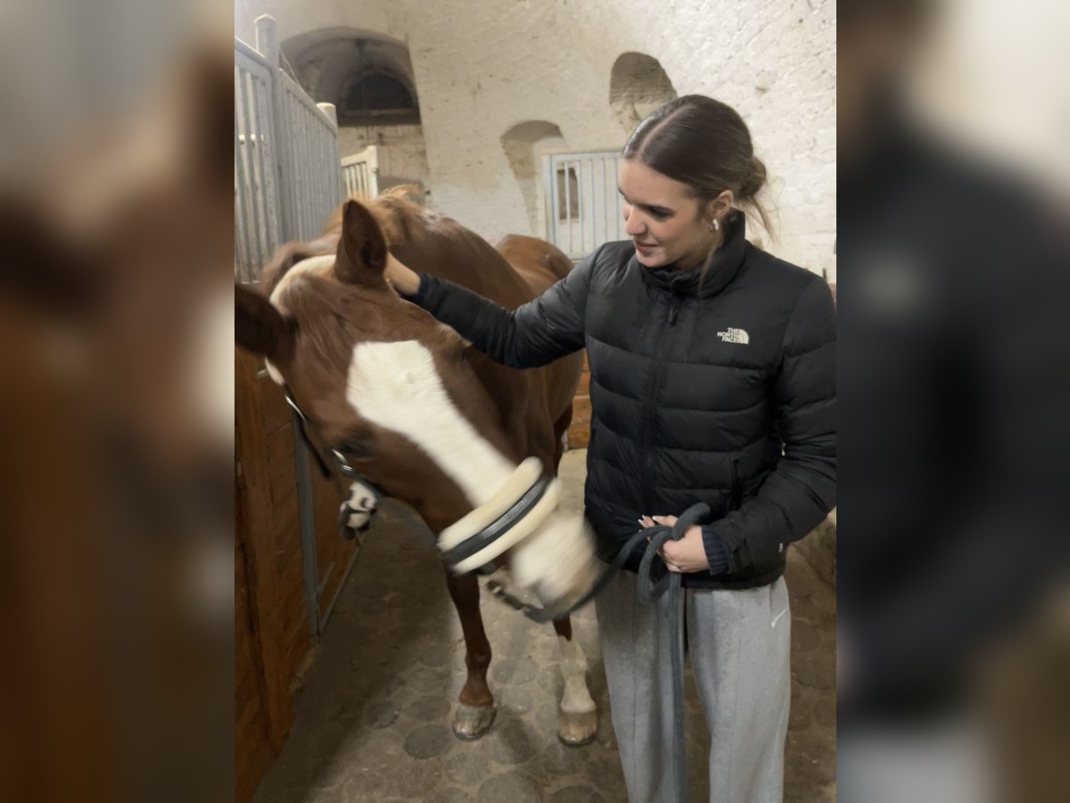 Reitbeteiligung auf einem Pferd gesucht