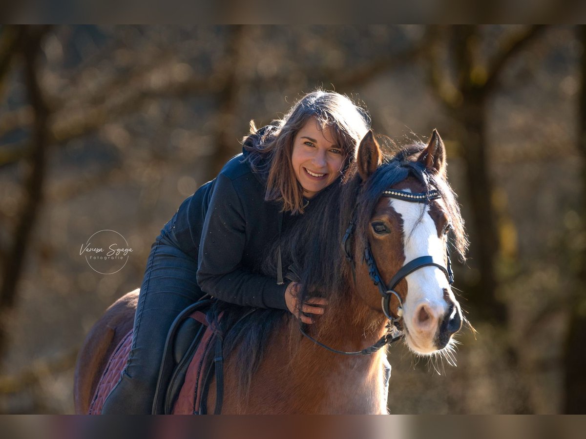 Reitbeteiligung auf sportlichem Reitpony zu vergeben